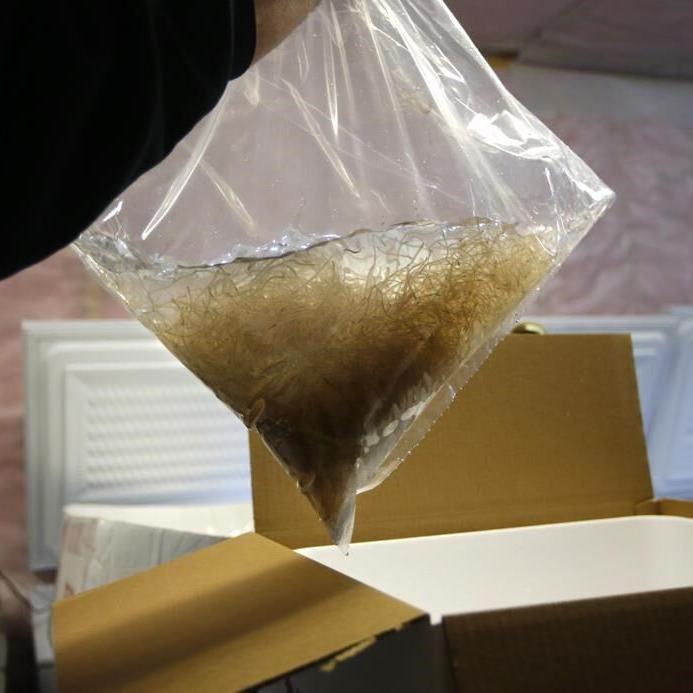 Wriggling gold: Fishermen who catch baby eels for $2,000 a pound hope for many years of fishing